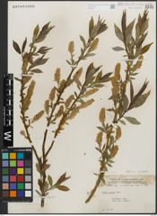 Foto von Salix lucida Muhl.